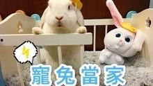 视频兔窝,揭秘视频创作背后的温馨世界