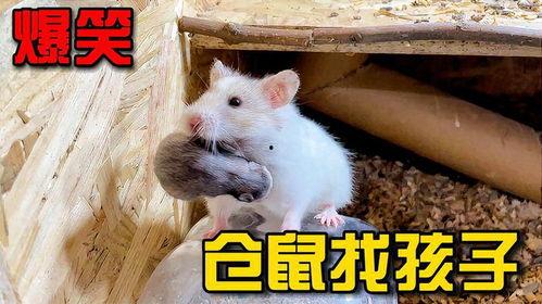仓鼠爆笑视频,萌宠爆笑视频大盘点