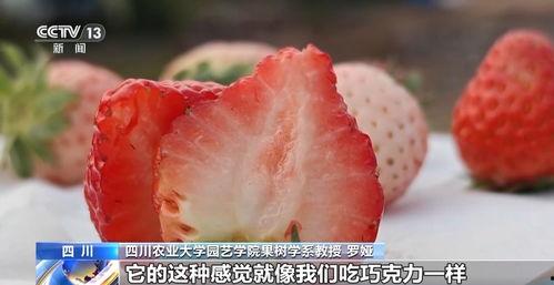 草莓视频软,解锁短视频创作新体验，轻松打造热门内容