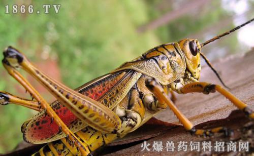 灰蝗虫蜕皮视频